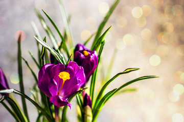 Spring flowers crocus purple. Holiday card for the women's holiday, birthday, holiday of spring.  Purple crocus flower on a gray background. Close-up, copy space