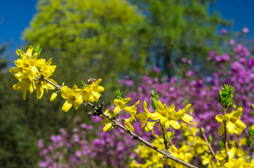Blooming spring garden in the yard with a green lawn. Flowering plants in the botanical garden. Violet and yellow flowers of trees and shrubs. Botanical Garden of Peter the Great in St. Petersburg.