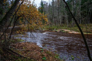 Fototapeta na wymiar forest river in autumn