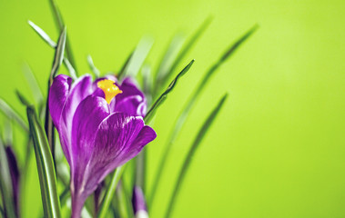  Purple crocus flower on a green background. Close-up, copy space. Holiday card for the women's holiday, birthday, holiday of spring.  Purple crocus flower on a green background. Close-up, copy space
