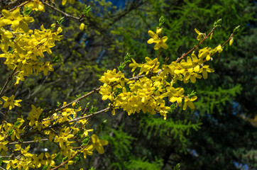 Obraz premium Blooming spring garden in the yard with a green lawn. Flowering plants in the botanical garden. Violet and yellow flowers of trees and shrubs. Botanical Garden of Peter the Great in St. Petersburg.