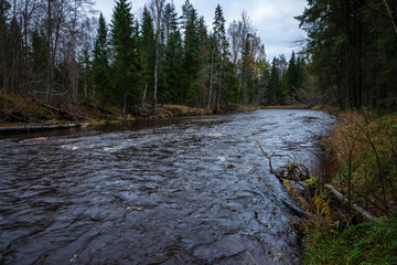 forest river in autumn