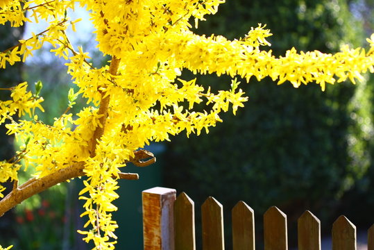 forsythien
