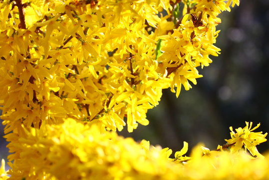 forsythien