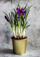 Background about diet food - bread and measuring tape for the body. Whole grain healthy bread without yeast and sugar for weight loss. Bread from seedlings.