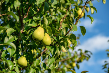 ripe pears on the branches of a tree in the garden among the leaves