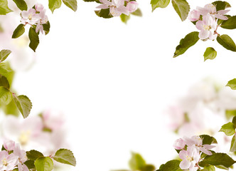 Fototapeta na wymiar Spring floral background with apple tree flowers isolated on white.
