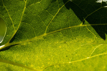 Fototapeta premium Hoja de parra