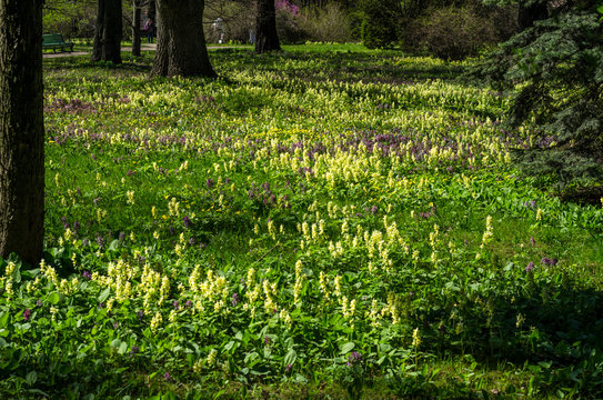 Green spring ornamental garden with flowering forbs. Neutral landscape with green field. Landscape Park. Forest landscape with firs and oaks.