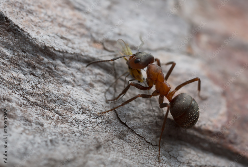 Wall mural Wood ant, Formica with caught aphid