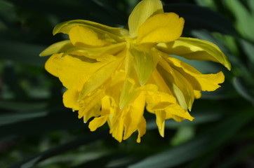 Details of a yellow daffodil flower, with green grass blurred background, close up of spring flowers in a sunny day