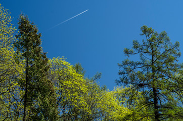 Crowns of trees of different green shades against a blue sky and a flying plane. Spring Forest. Beautiful nature.