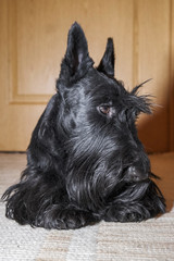 beautiful portrait of a funny Scotch Terrier