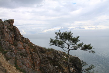 tree on the rock