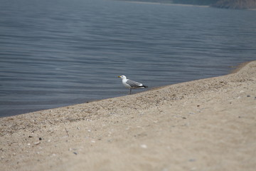 seagull on the beach