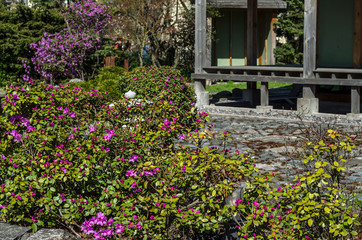 Fototapeta na wymiar Beautiful flowering Japanese garden with pink sakura and shrubs. Japanese courtyard with a pagoda and stone paths in the middle of a green meadow.