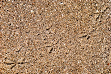 Fototapeta na wymiar Traces on sand.