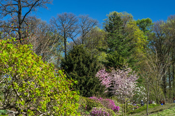 Beautiful flowering Japanese garden with pink sakura and shrubs. Japanese courtyard with a pagoda and stone paths in the middle of a green meadow.