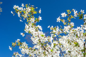The branches of white sakura against the blue sky. Beautiful flowering tree close up.