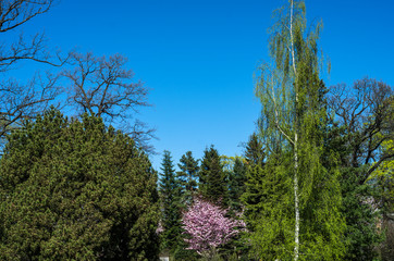 Cherry blossoms in the garden in the courtyard with a green lawn. Spring flowering plants in the botanical garden. Pink flowers of Japanese cherry. Botanical Garden of Peter