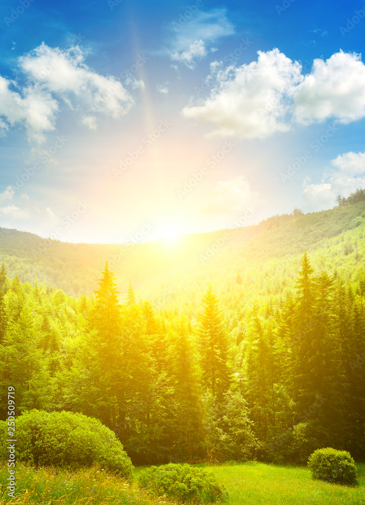 Wall mural bright dawn in picturesque valley overgrown with old firs. carpathians