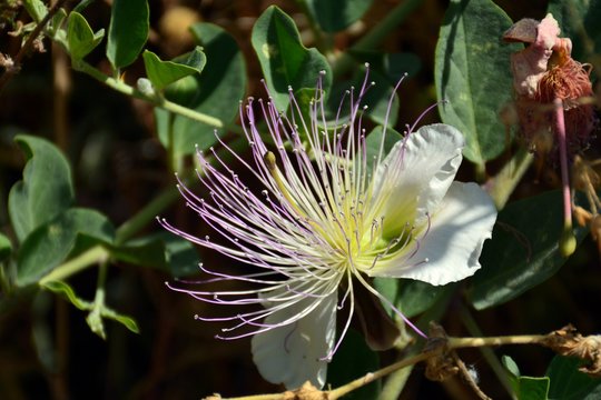 Capparis spinosa, flor de la  alcaparra 
