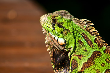 Young Green iguana basking in the sun