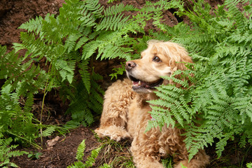 Buff English Cocker Spaniel laying in the middle of ferns looking to the side. Space for copy.