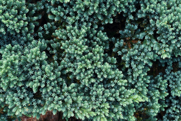 texture of blue thuja branches