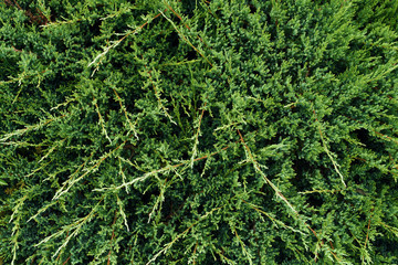 texture of thuja branches
