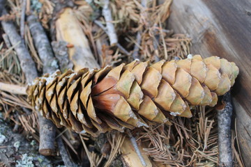 pinecone