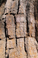 framed bark