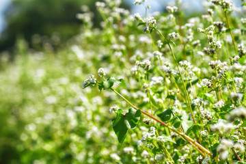 Blooming buckwheat (Fagopyrum esculentum) field in the rays of the summer sun, close-up