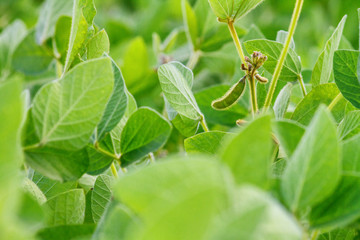 Rural landscape - field the soybean (Glycine max) in the rays summer sun, closeup