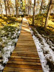 wooden boardwalk in forest swamp area