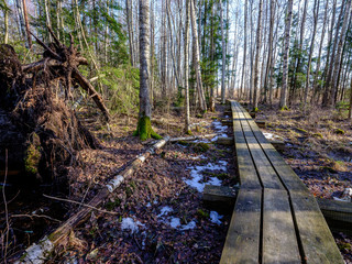 wooden boardwalk in forest swamp area