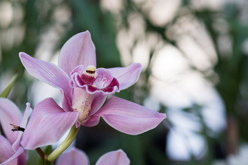 Gorgeous pink orchids in green grass with natural light