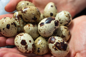 Fototapeta premium quail eggs in hand close-up