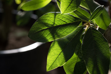 Green tropical leaves in spectacular light. Close-up
