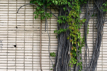 green vine on a gray brick wall
