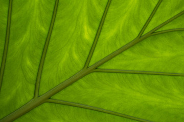 Wet leaf of a tropical tree shot from below.