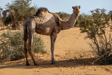 Camel in the desert of Sudan eating leaves of an acacia bush
