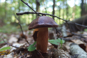 Leśny grzyb - podgrzybek brunatny Imleria badia