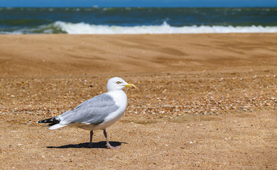 Gull walking on the beach