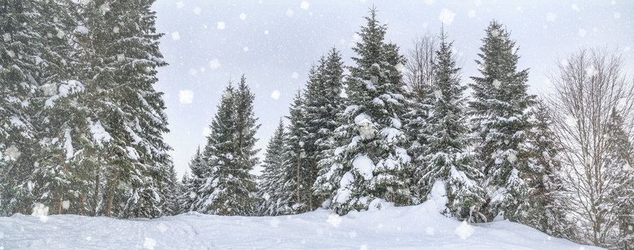 Rural winter landscape, panorama, banner - view of the snowy pine forest in the mountains