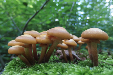 Fototapeta Leśny grzyb -  obraz