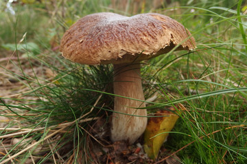 Leśny grzyb - borowik boletus