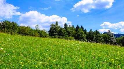 Idyllic mountain landscape - flowering meadow on a sunny day on a background of blue sky and clouds