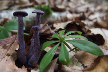 Leśny grzyb - lakówka fioletowa Laccaria amethystina