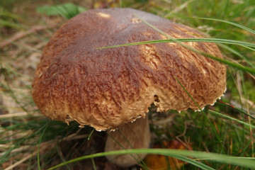 Leśny grzyb - borowik boletus © Iwona